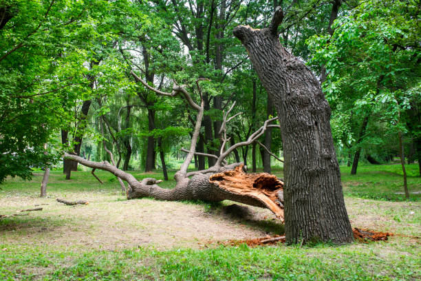 Best Root Management and Removal  in Inwood, FL